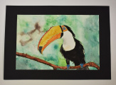 Bor Barna: Tukán, akvarell – 1500 Paletta